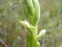 Satyrium ligulatum young spike